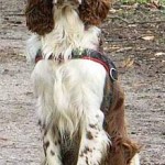 SPANIEL SPANIEL