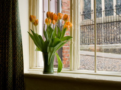 Tulips in a window in Norwich