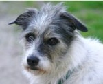 A jack russell / border collie mix dog