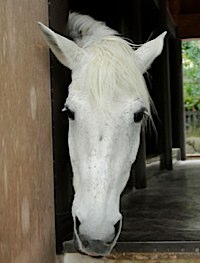 A culinary horse