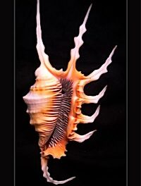 conch shell