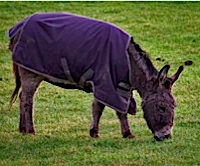 Donkey Jacket