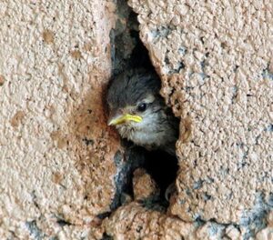 birds nest