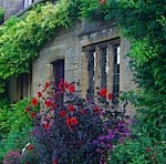 window and flowers