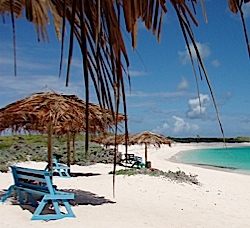 carribean-scubabear68