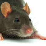 rat