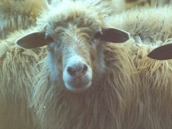 sheep