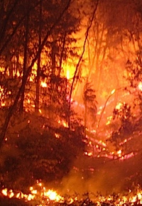 forest fire