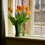 tulips window