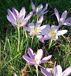 crocus