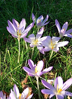 crocus crocus