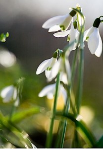 snowdrops