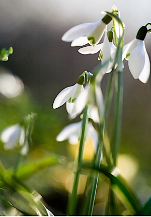 snowdrops