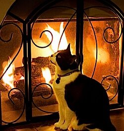 cat with fire