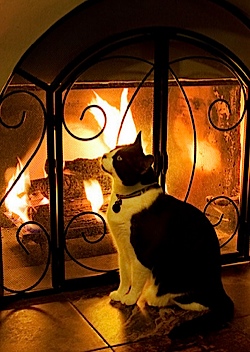 cat with fire