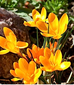 crocus