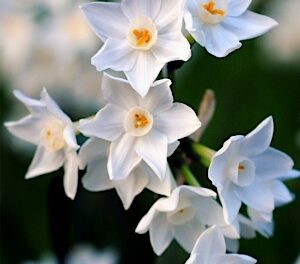 white daffs