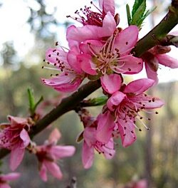 peach blossom