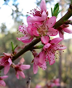 peach blossom
