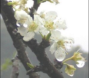 plum flowers in rain