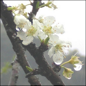 plum flowers in rain