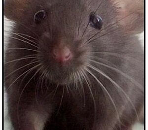 rat