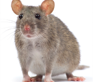 rat