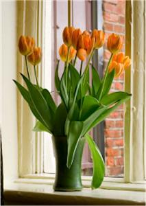tulips