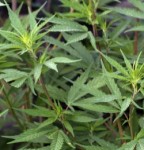 cannabis