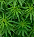 Cannabis plants