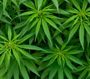 Cannabis plants