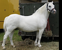 Welsh Pony