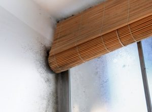 Black mould and damp