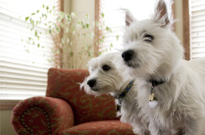 Dogs