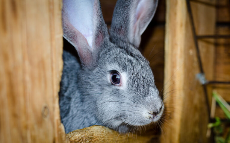 Rabbit